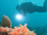 Diver with Coral