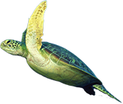 Turtle slideout 175