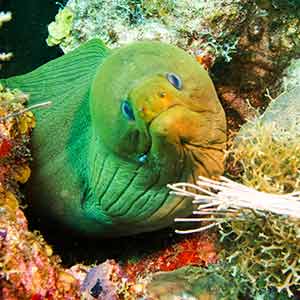 Green Moray Not Happy
