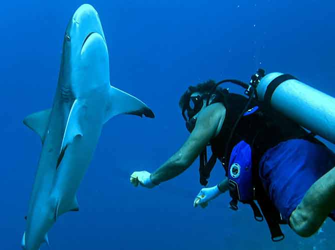 Auston with Caribbean Reef Shark