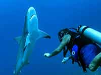 auston with Shark 200 Auston with Reef Shark