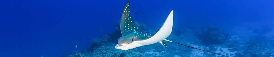 Eagle ray