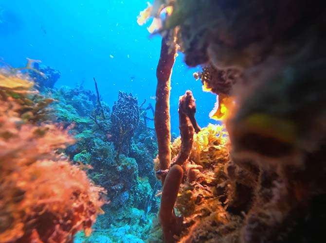 Seahorse jay